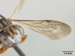 Epeolus carolinus by the Smithsonian. Used under a CC0 license.