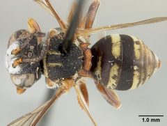 Epeolus carolinus by the Smithsonian. Used under a CC0 license.