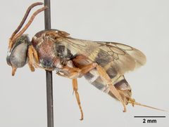 Epeolus howardi by the Smithsonian. Used under a CC0 license.