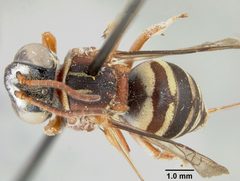 Epeolus howardi by the Smithsonian. Used under a CC0 license.