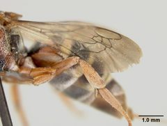 Epeolus howardi by the Smithsonian. Used under a CC0 license.