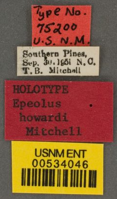 Epeolus howardi by the Smithsonian. Used under a CC0 license.