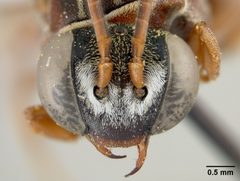 Epeolus howardi by the Smithsonian. Used under a CC0 license.