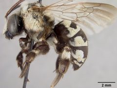 Ericrocis arizonensis by the Smithsonian. Used under a CC0 license.