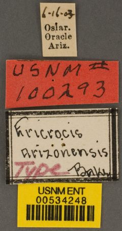Ericrocis arizonensis by the Smithsonian. Used under a CC0 license.
