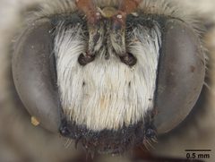 Ericrocis arizonensis by the Smithsonian. Used under a CC0 license.