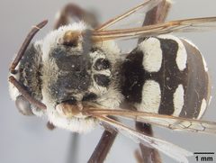 Ericrocis arizonensis by the Smithsonian. Used under a CC0 license.
