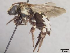 Ericrocis melectoides by the Smithsonian. Used under a CC0 license.
