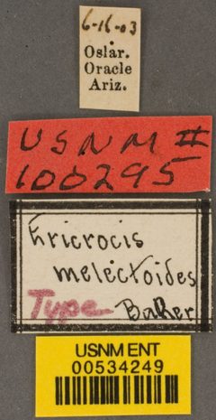 Ericrocis melectoides by the Smithsonian. Used under a CC0 license.