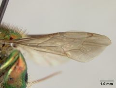 Euglossa gorgonensis erythrophana by the Smithsonian. Used under a CC0 license.