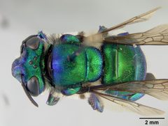 Euglossa ioprosopa by the Smithsonian. Used under a CC0 license.