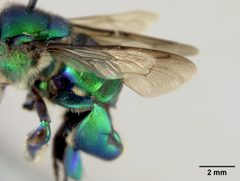 Euglossa ioprosopa by the Smithsonian. Used under a CC0 license.