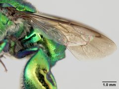 Euglossa liopoda by the Smithsonian. Used under a CC0 license.