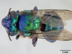 Euglossa maculilabris by the Smithsonian. Used under a CC0 license.