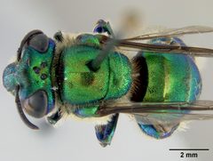 Euglossa obtusa by the Smithsonian. Used under a CC0 license.