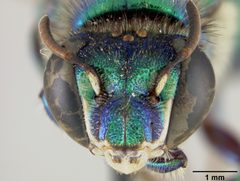 Euglossa stilbonota by the Smithsonian. Used under a CC0 license.