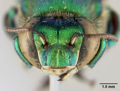 Euglossa tridentata by the Smithsonian. Used under a CC0 license.