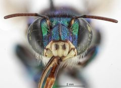 Euglossa viridifrons by the Smithsonian. Used under a CC0 license.