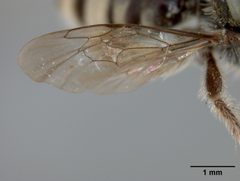Exomalopsis albovittata by the Smithsonian. Used under a CC0 license.
