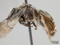 Exomalopsis bahamica by the Smithsonian. Used under a CC0 license.