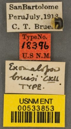 Exomalopsis bruesi by the Smithsonian. Used under a CC0 license.