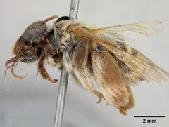 Exomalopsis crucis by the Smithsonian. Used under a CC0 license.