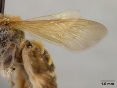 Exomalopsis diversipes by the Smithsonian. Used under a CC0 license.