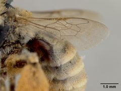 Exomalopsis eriocarpi by the Smithsonian. Used under a CC0 license.