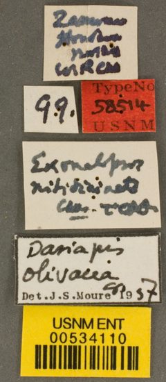 Exomalopsis nitidicincta by the Smithsonian. Used under a CC0 license.