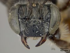 Exomalopsis rufitecta by the Smithsonian. Used under a CC0 license.