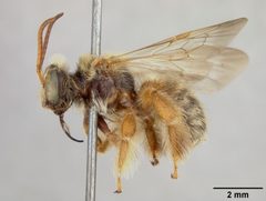 Exomalopsis snowi by the Smithsonian. Used under a CC0 license.