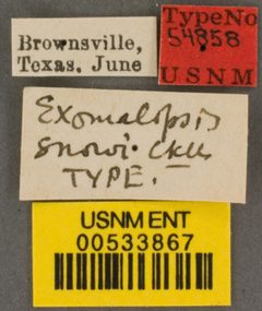 Exomalopsis snowi by the Smithsonian. Used under a CC0 license.