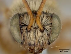Exomalopsis snowi by the Smithsonian. Used under a CC0 license.