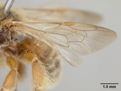 Exomalopsis snowi by the Smithsonian. Used under a CC0 license.