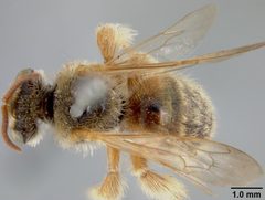 Exomalopsis snowi by the Smithsonian. Used under a CC0 license.