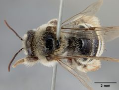 Exomalopsis solani by the Smithsonian. Used under a CC0 license.