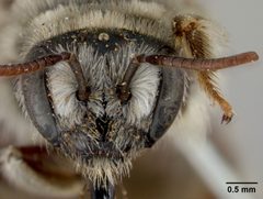 Exomalopsis solani by the Smithsonian. Used under a CC0 license.
