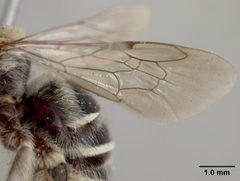 Exomalopsis solani by the Smithsonian. Used under a CC0 license.