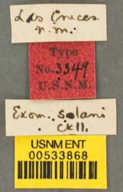 Exomalopsis solani by the Smithsonian. Used under a CC0 license.