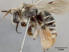 Exomalopsis solani by the Smithsonian. Used under a CC0 license.