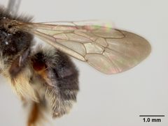 Exomalopsis spangerli by the Smithsonian. Used under a CC0 license.