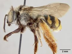Florilegus pavoninus by the Smithsonian. Used under a CC0 license.