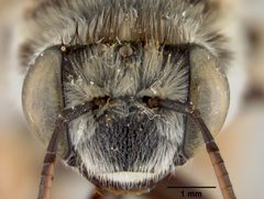 Florilegus pavoninus by the Smithsonian. Used under a CC0 license.