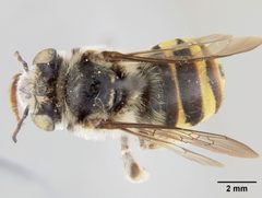 Florilegus pavoninus by the Smithsonian. Used under a CC0 license.