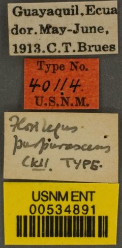 Florilegus (Florilegus) purpurascens by the Smithsonian. Used under a CC0 license.