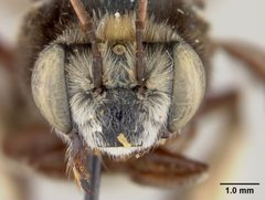 Florilegus (Florilegus) purpurascens by the Smithsonian. Used under a CC0 license.