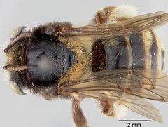Florilegus (Florilegus) purpurascens by the Smithsonian. Used under a CC0 license.