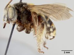Florilegus (Florilegus) purpurascens by the Smithsonian. Used under a CC0 license.