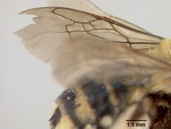 Florilegus (Florilegus) purpurascens by the Smithsonian. Used under a CC0 license.