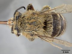 Habropoda pekinensis by the Smithsonian. Used under a CC0 license.